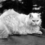 Agha Efendi, The Cat of Sultan Abdulhamid II, 1900s 
Sultan Abdülhamid'in Kedisi...