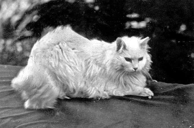 Agha Efendi, The Cat of Sultan Abdulhamid II, 1900s 
Sultan Abdülhamid'in Kedisi...