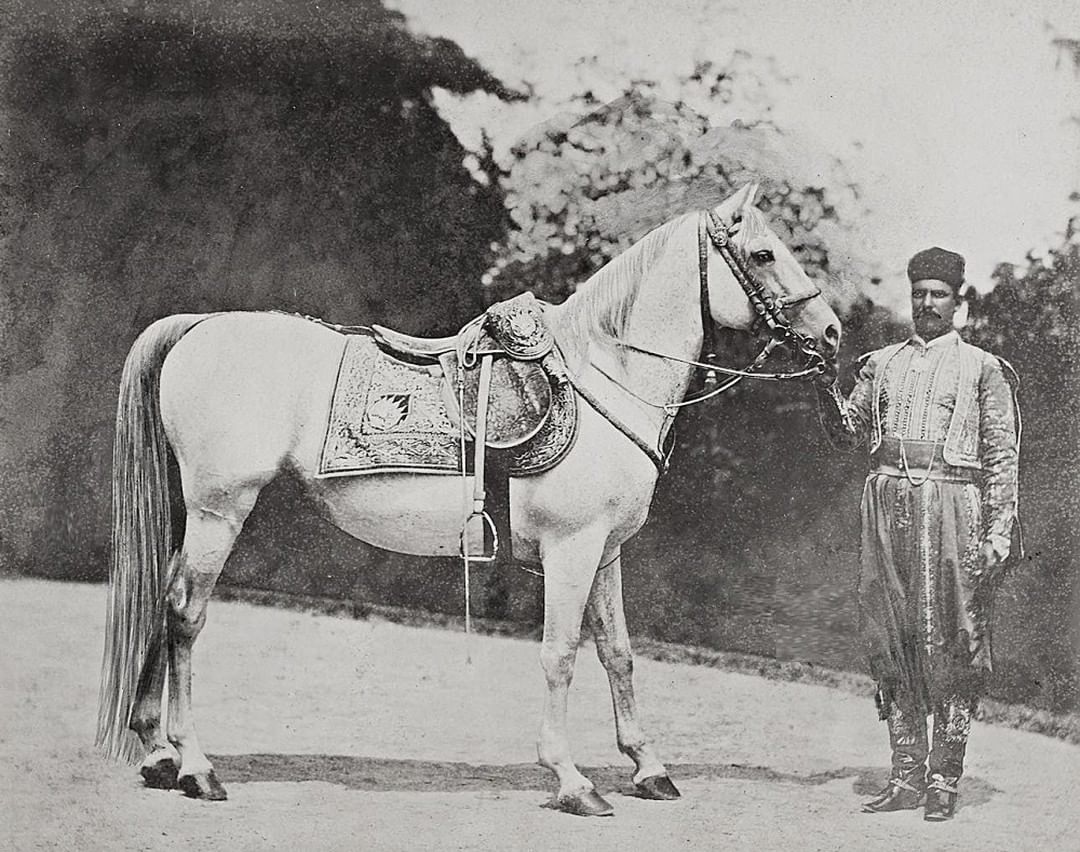 An Imperial Horse, 1890s 
Bir Osmanlı Atı, 1890'lar

                       ...