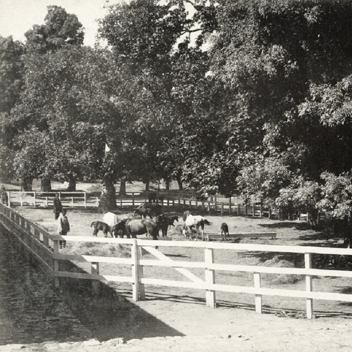 An Imperial Horse Farm in Kağıthane, Istanbul, c1900 
Kağıthane'de Bir Osmanlı A...