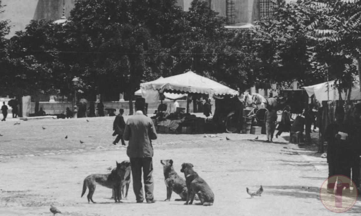 İstanbul'Da Sokak Köpeklerini Besleyen Bir Adam