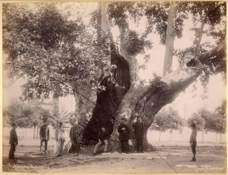 Topkapı Sarayı Avlusu'ndaki Yeniçeri Çınarı Sébah & Joaillier fotoğr...