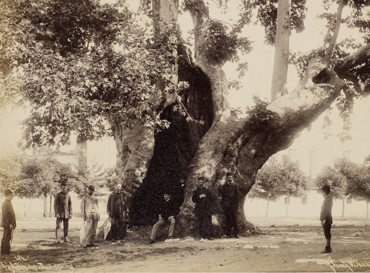 Yeniçeri Ağacı Sébah & Joaillier Fotoğrafı